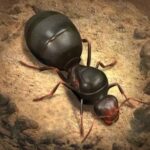 تحميل لعبة The Ants للايفون